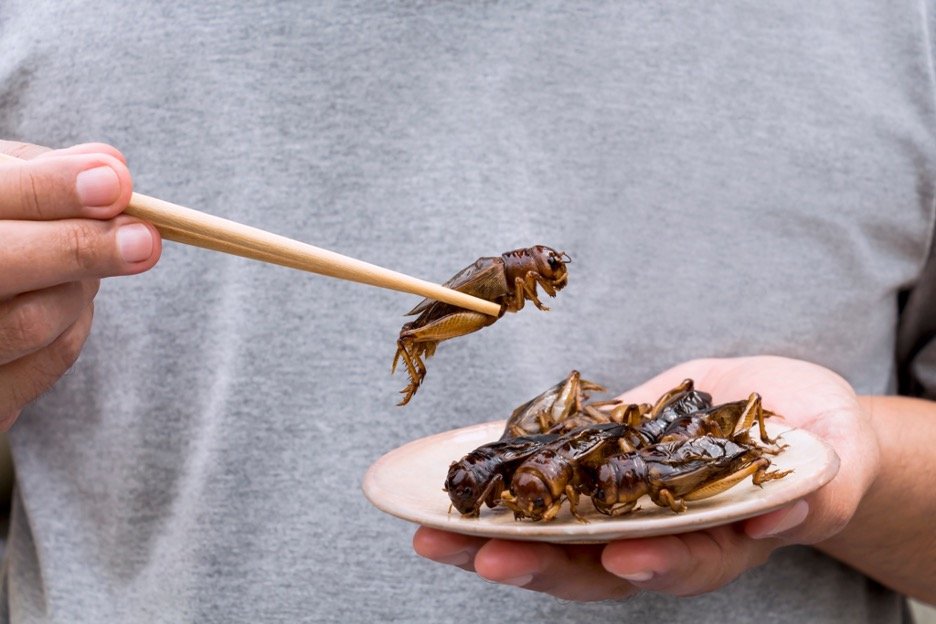 Chapulines-or-toasted-grasshoppers