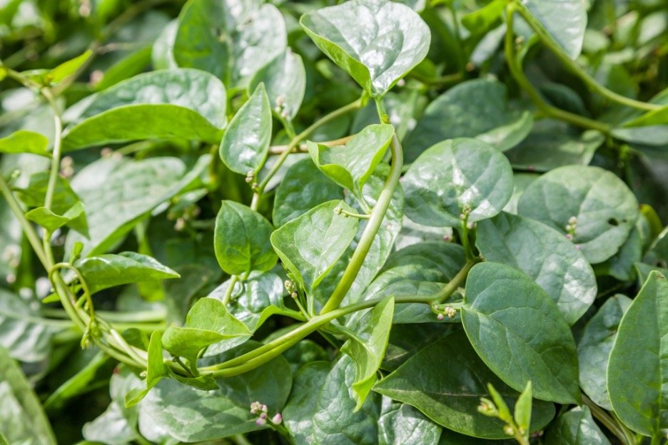 Malabar-spinach