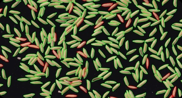 Thai startup using AI to boost rice quality - สถานเอกอัครราชทูต ณ กรุง ...