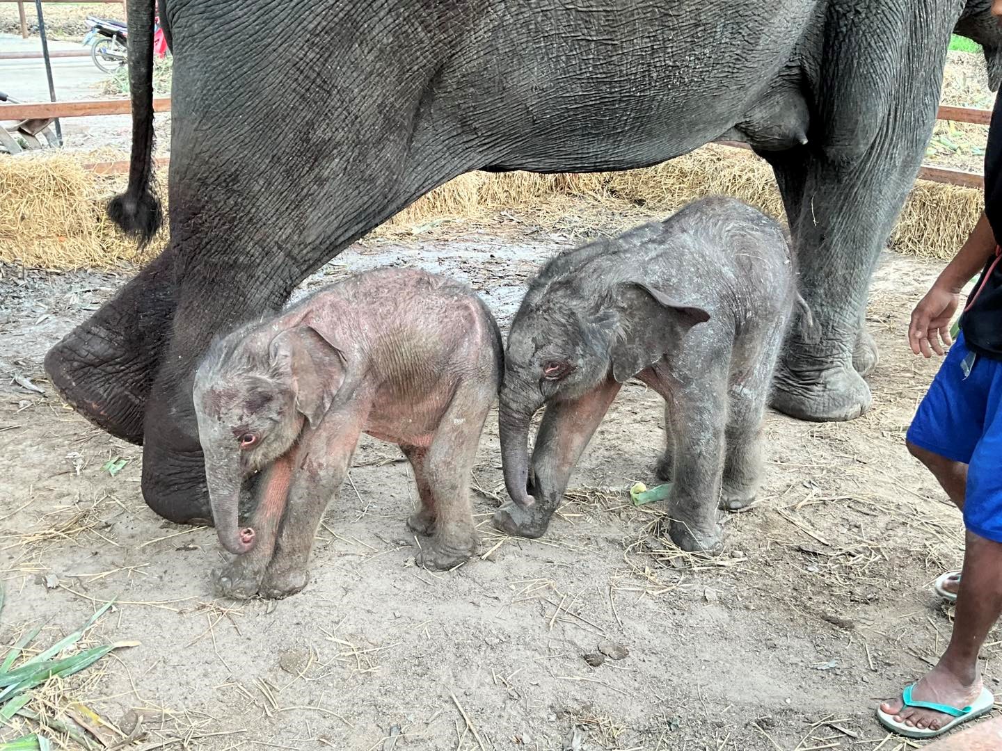 Extremely rare twin elephants born in Thailand - สถานเอกอัครราชทูต ณ  กรุงวอชิงตัน