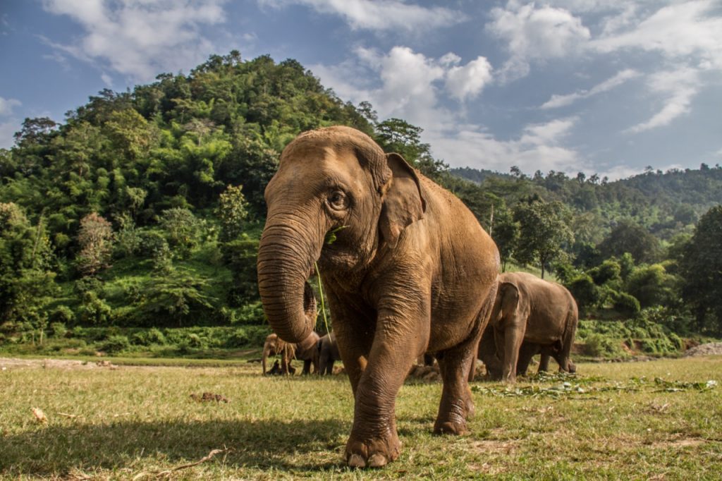 Thai-elephants-1024x682