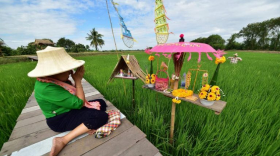 Thai Hom Mali Rice: Thailand’s Honorable Grain - สถานกงสุลใหญ่ ณ นคร ...