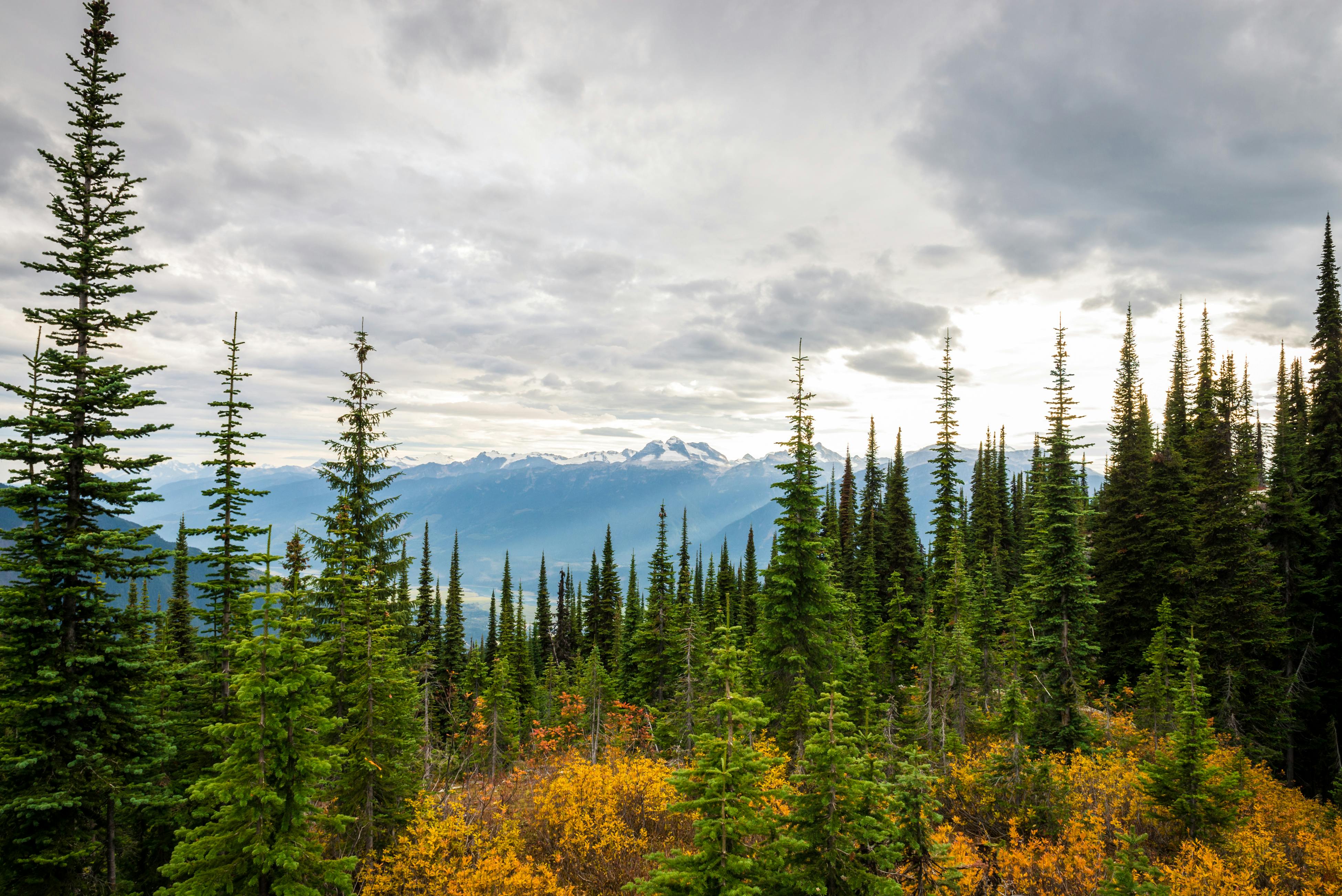 Fact_6_Canada_Forest_Magic_K