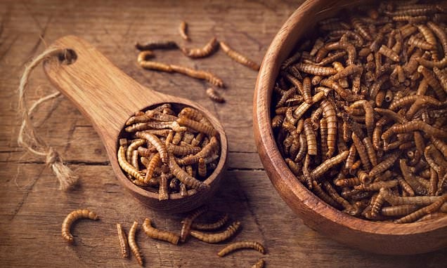 Mealworms