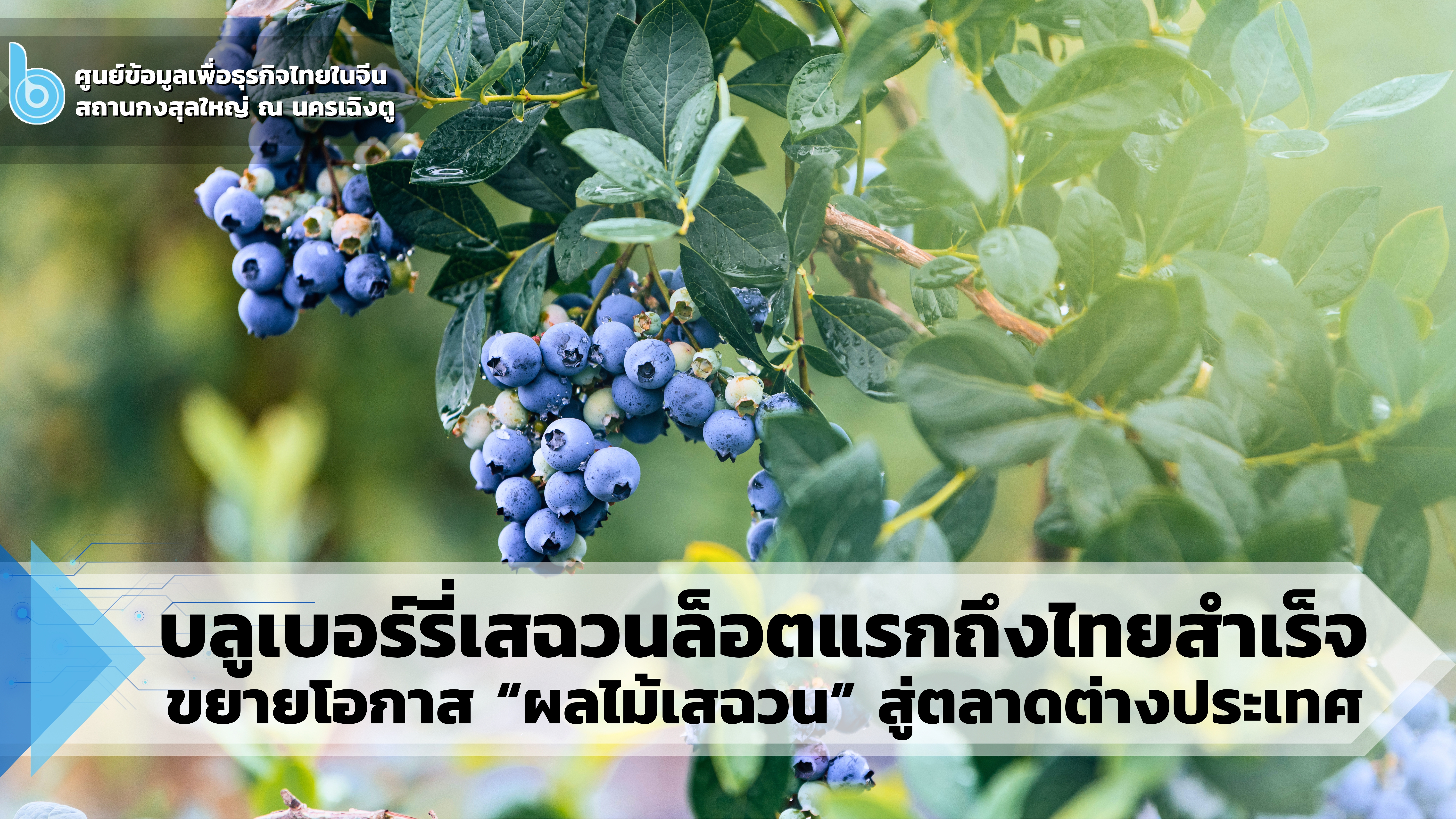 บลูเบอรี่