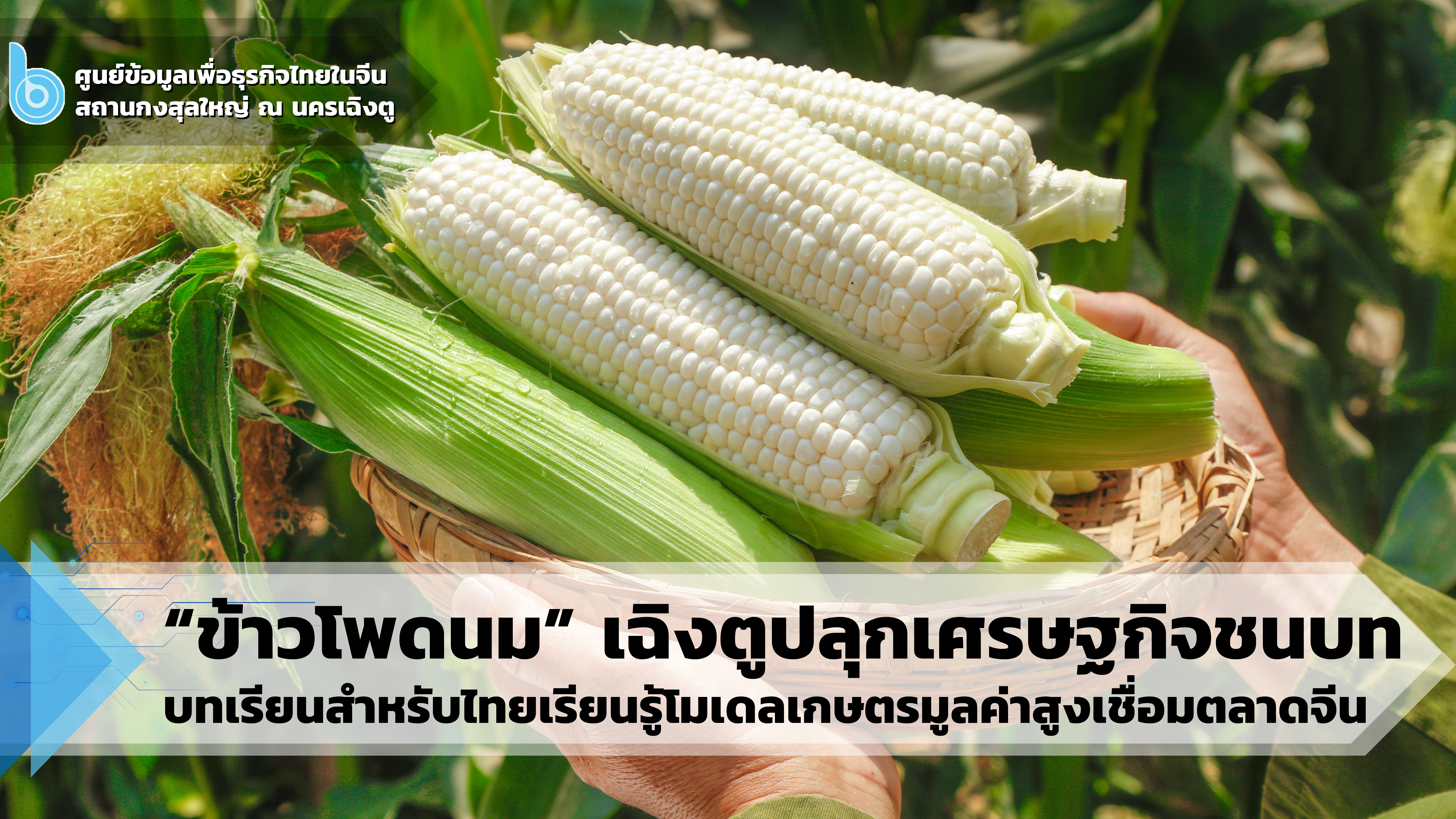 ข้าวโพดนม