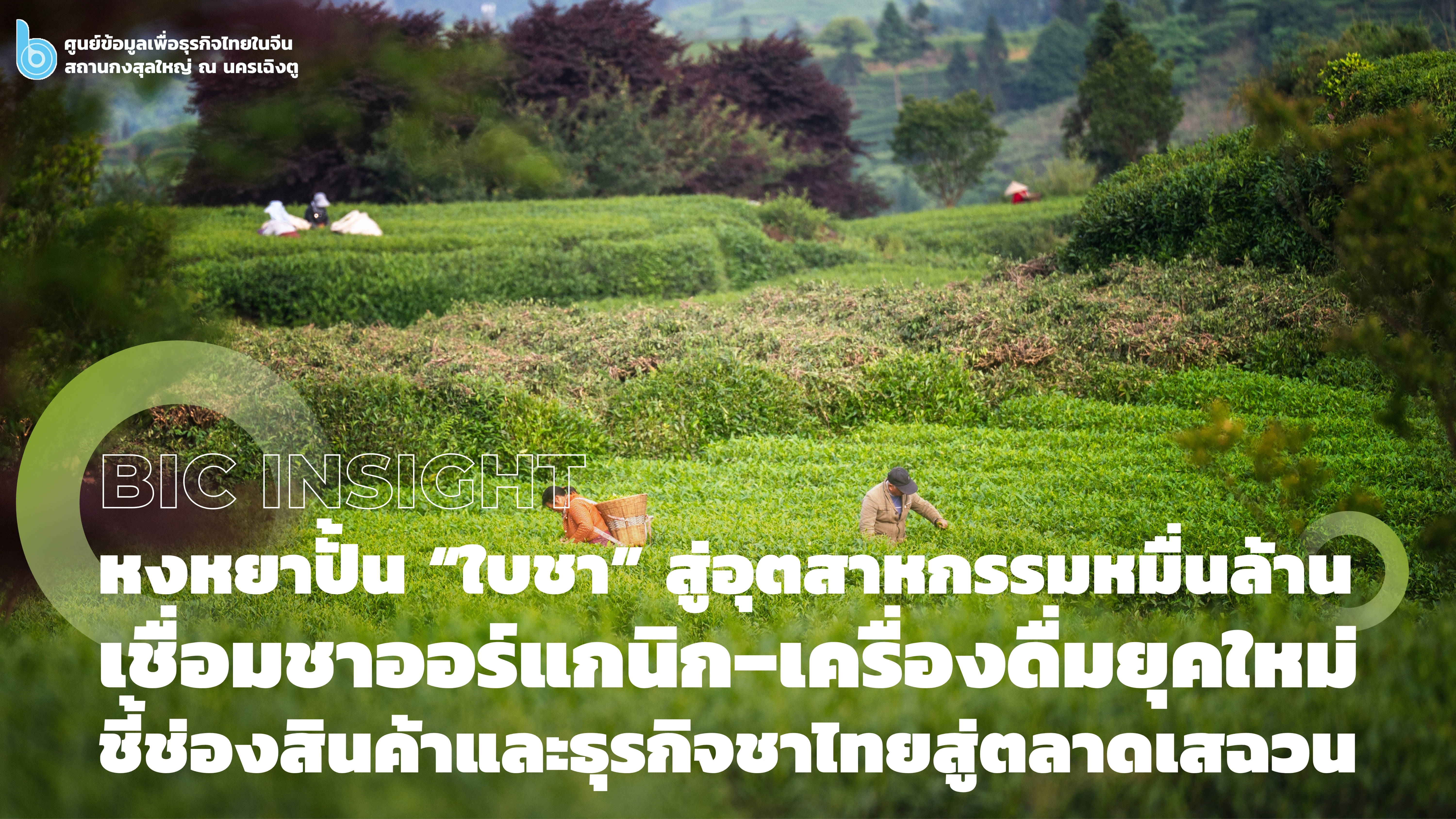 หยงยาปั้น_“ใบชา”