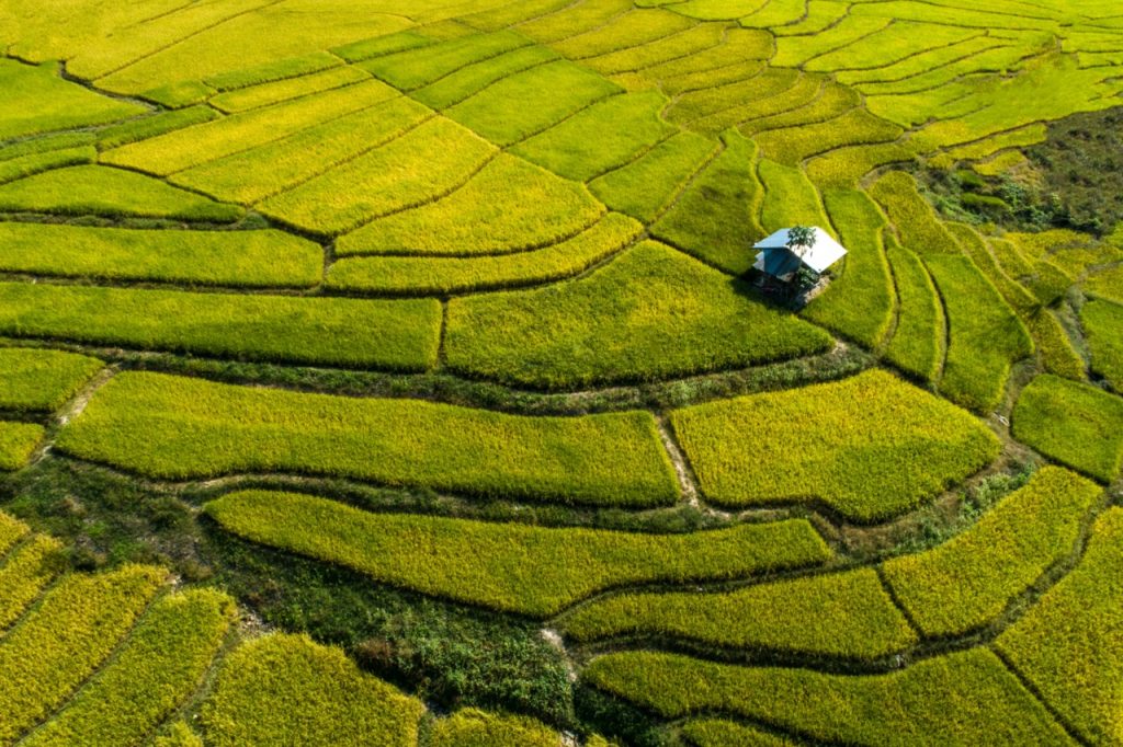 Rice-field-1024x682