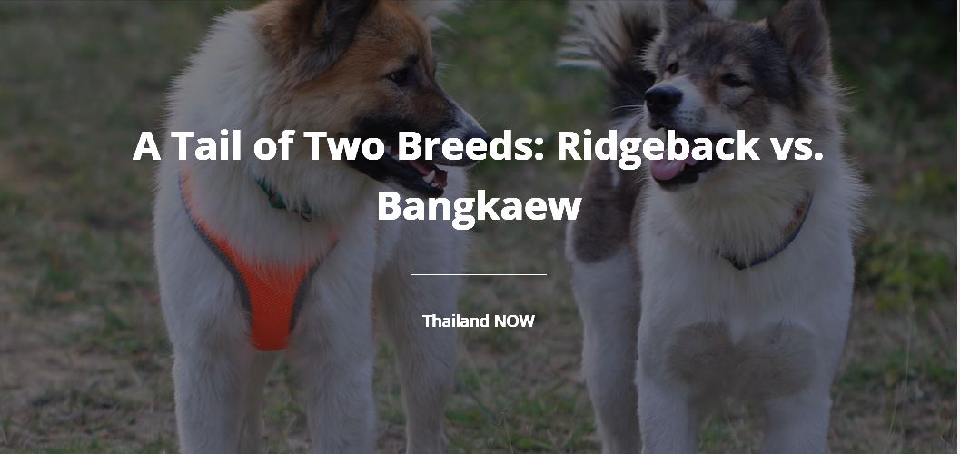 3._A_Tail_of_Two_Breeds_-_Ridgeback_vs._Bangkaew